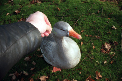 The geese on Southampton Common