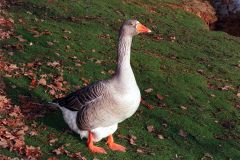 The geese on Southampton Common