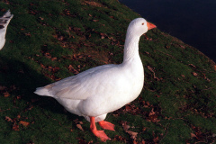 The geese on Southampton Common