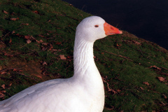 The geese on Southampton Common