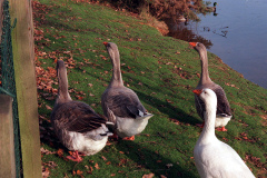 The geese on Southampton Common