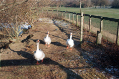 The geese on Southampton Common