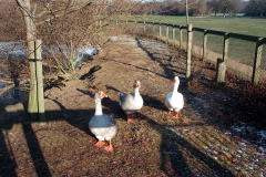 The geese on Southampton Common