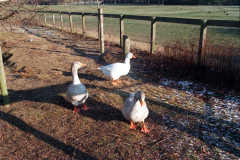 The geese on Southampton Common
