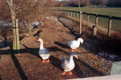 The geese on Southampton Common