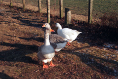 The geese on Southampton Common