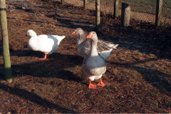 The geese on Southampton Common