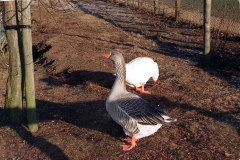 The geese on Southampton Common