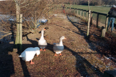 The geese on Southampton Common