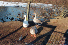 The geese on Southampton Common