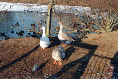 The geese on Southampton Common