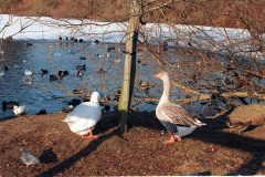The geese on Southampton Common