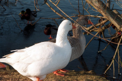 The geese on Southampton Common