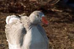 The geese on Southampton Common