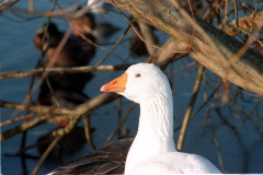 The geese on Southampton Common