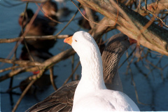 The geese on Southampton Common