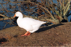 The geese on Southampton Common