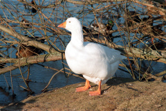 The geese on Southampton Common