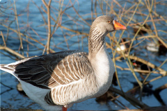 The geese on Southampton Common