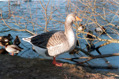 The geese on Southampton Common