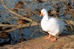 The geese on Southampton Common