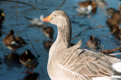 The geese on Southampton Common