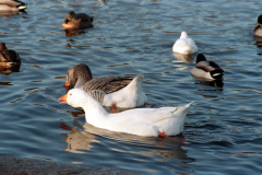The geese on Southampton Common
