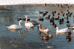The geese on Southampton Common