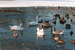 The geese on Southampton Common