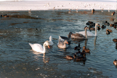 The geese on Southampton Common
