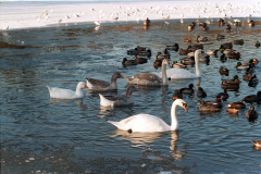 The geese on Southampton Common