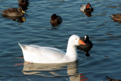 The geese on Southampton Common