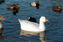 The geese on Southampton Common