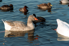 The geese on Southampton Common