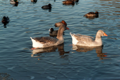 The geese on Southampton Common
