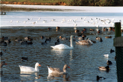 The geese on Southampton Common