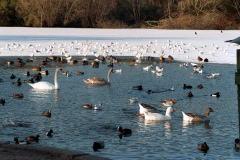 The geese on Southampton Common