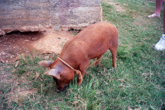 Cuba