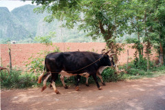 Cuba