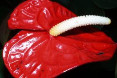 19990101-pic03013-hong-kong