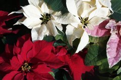 19990102-pic01005-hong-kong