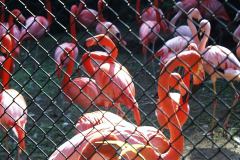 19990105-pic01001-hong-kong