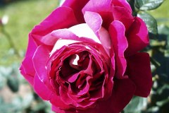 19990105-pic01009-hong-kong