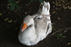 1999-06-30 A very sleepy goose