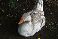 1999-06-30 A very sleepy goose