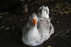 1999-06-30 A very sleepy goose