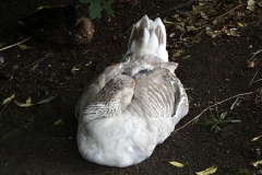1999-06-30 A very sleepy goose