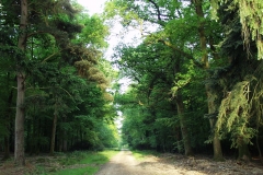 2000-05-04 Around the New Forest in a new MGF