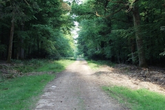 2000-05-04 Around the New Forest in a new MGF
