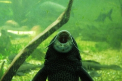 2000-09-03 Kew Gardens